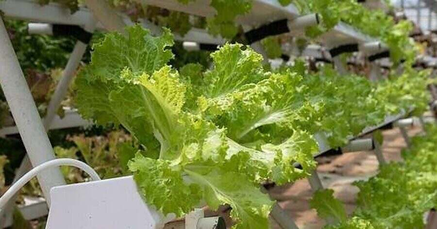 hydroponics grow and e-commerce sales grow hydroponics grow and e-commerce sales grow
